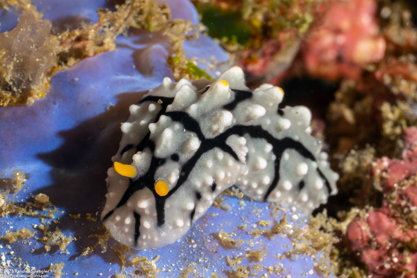 Phyllidia elegans (Elegant Phyllidia)