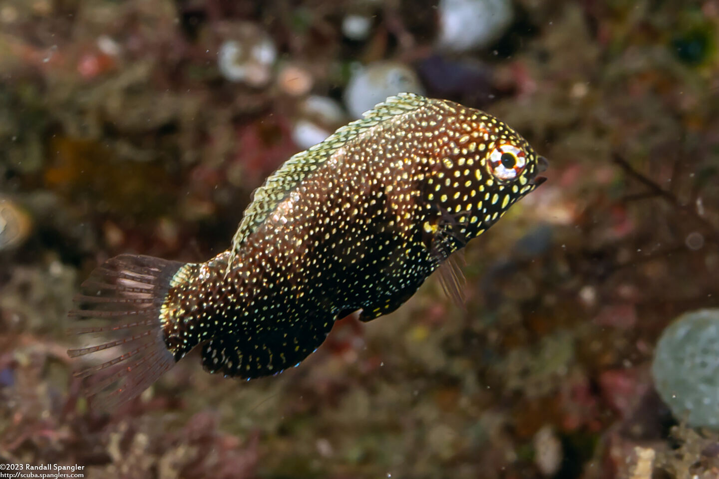 Macropharyngodon negrosensis (Black Leopard Wrasse)