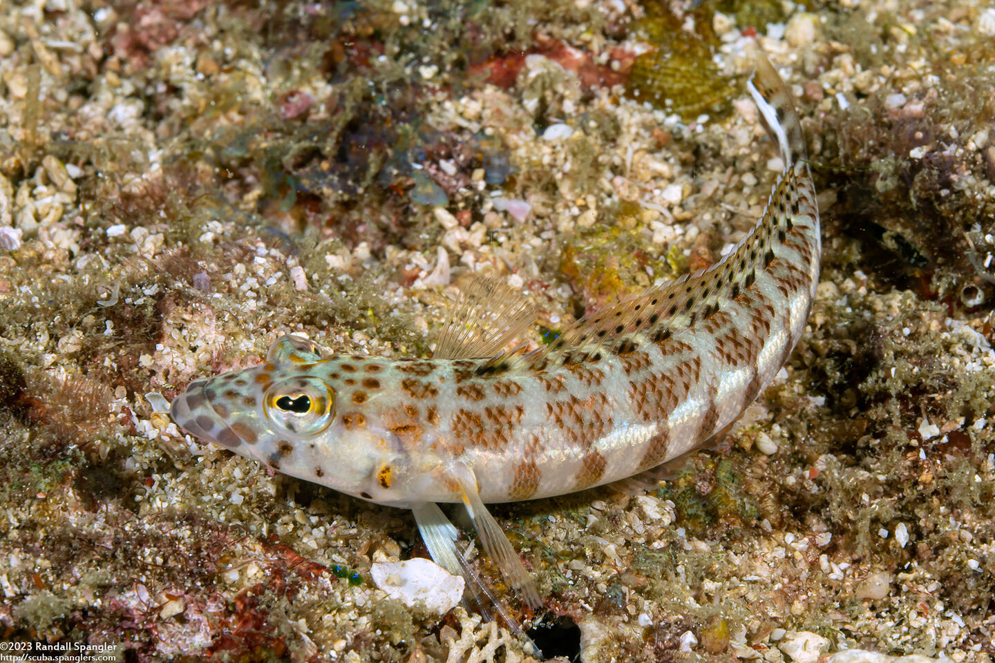 Parapercis clathrata (Latticed Sandperch)