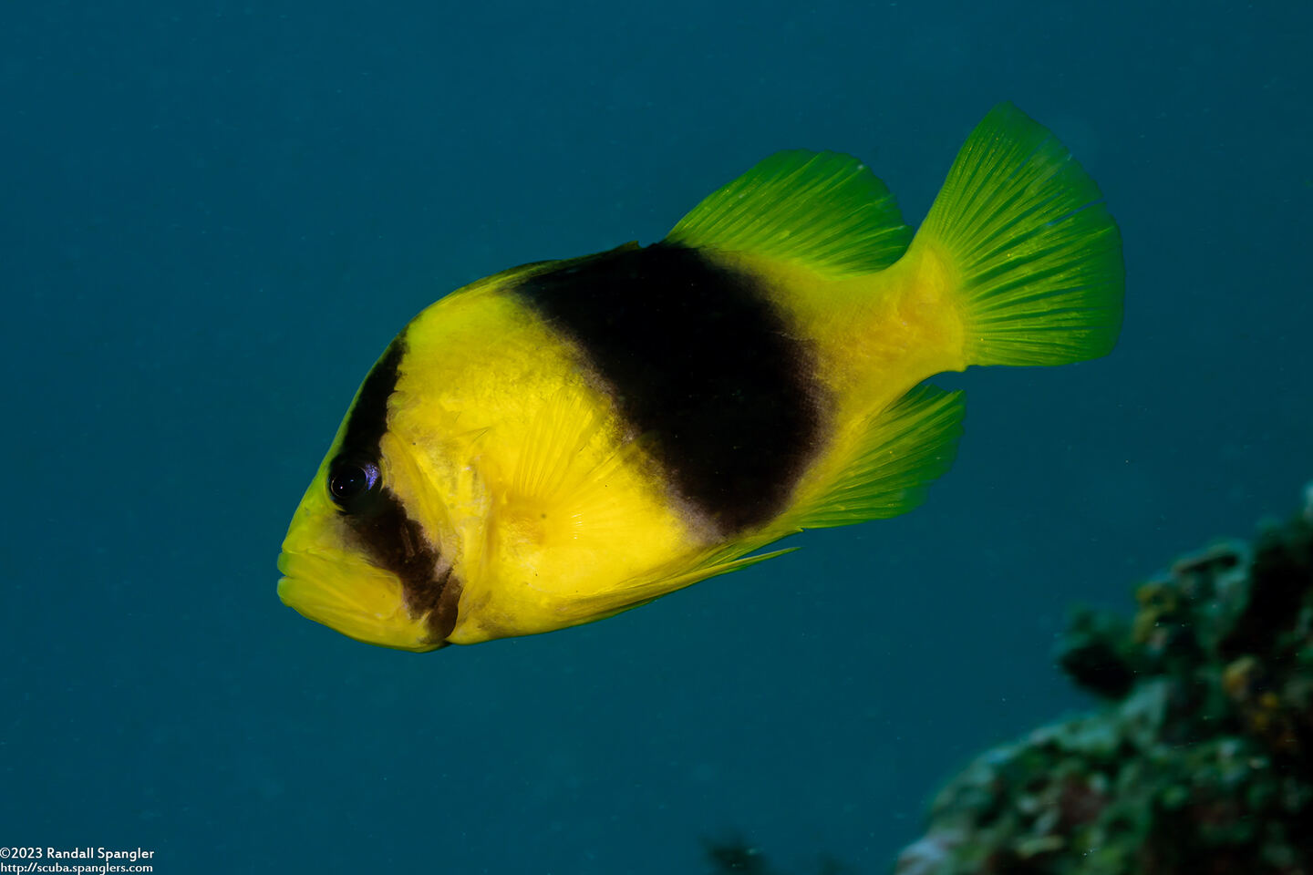 Diploprion bifasciatum (Doublebanded Soapfish)