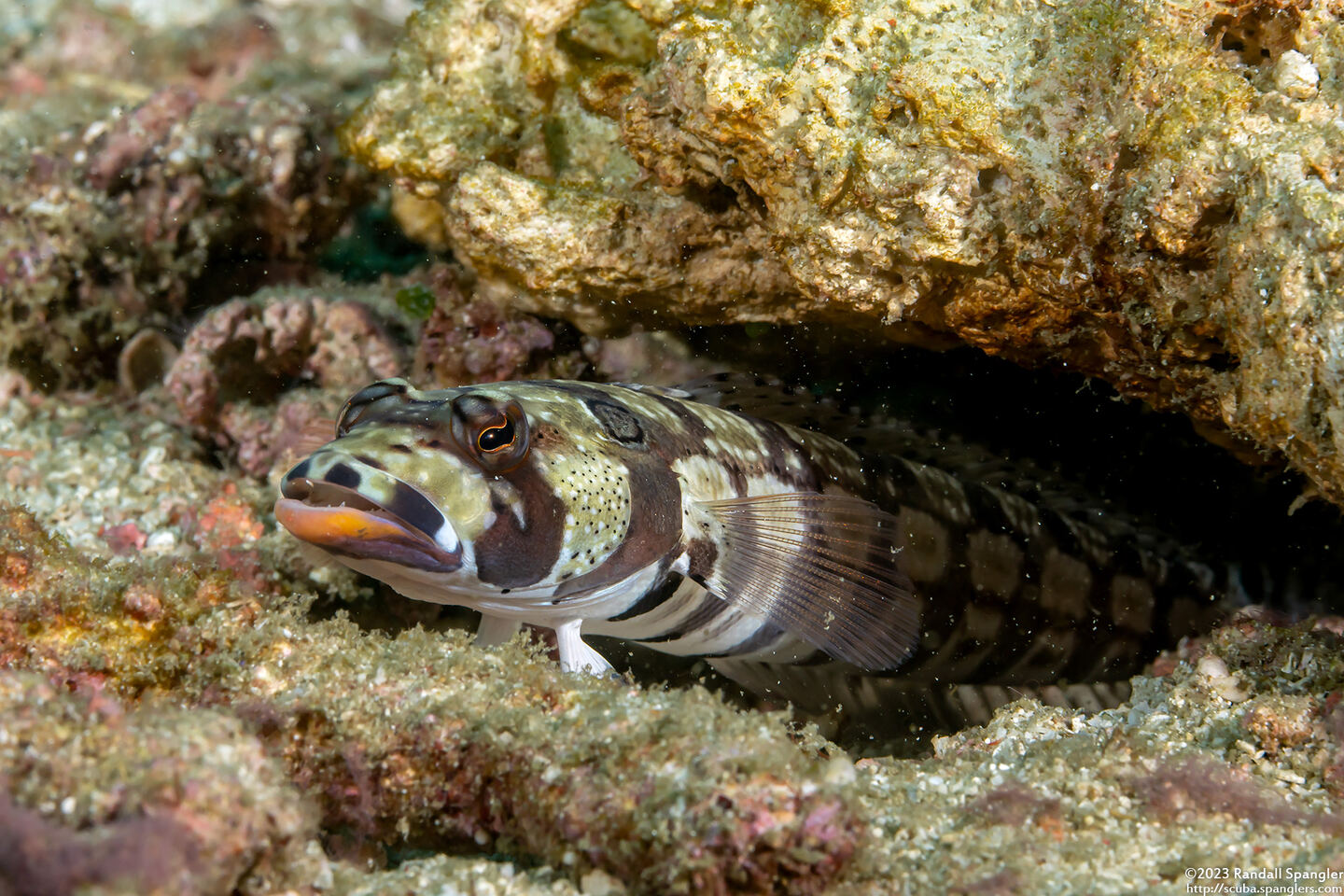 Parapercis tetracantha (Reticulated Sandperch)