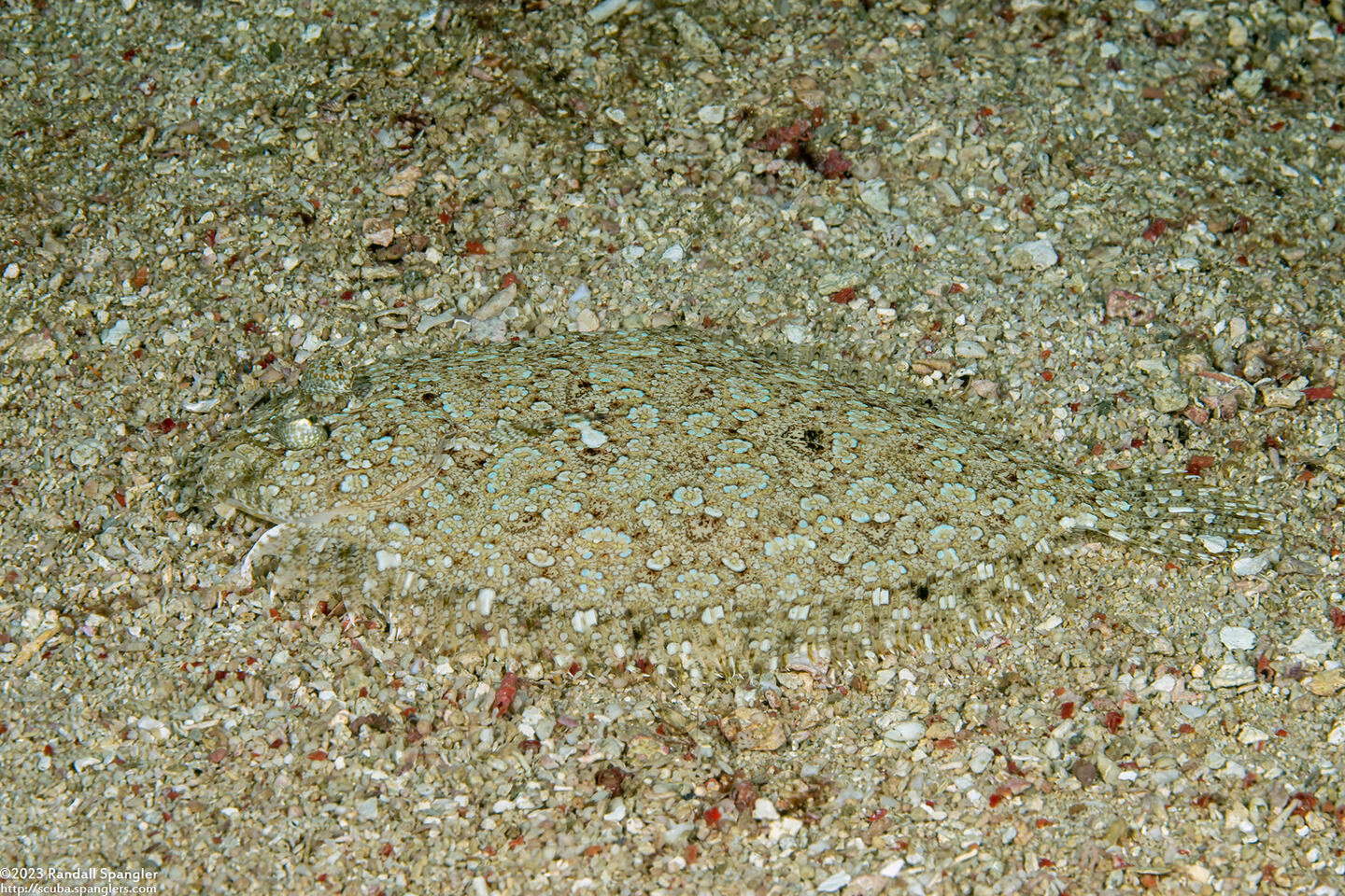 Bothus pantherinus (Panther Flounder)