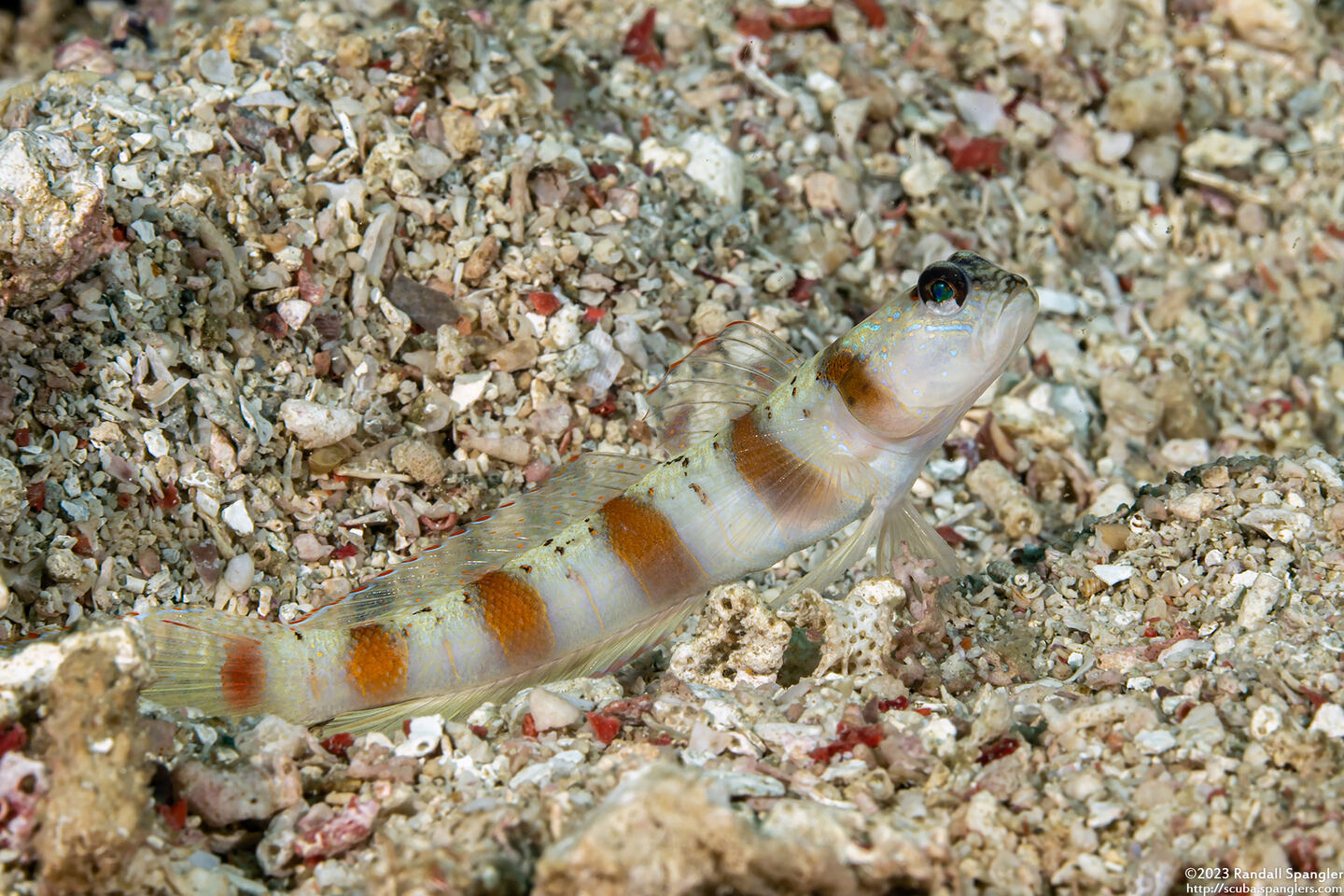 Amblyeleotris rubrimarginata (Redmargin Shrimpgoby)