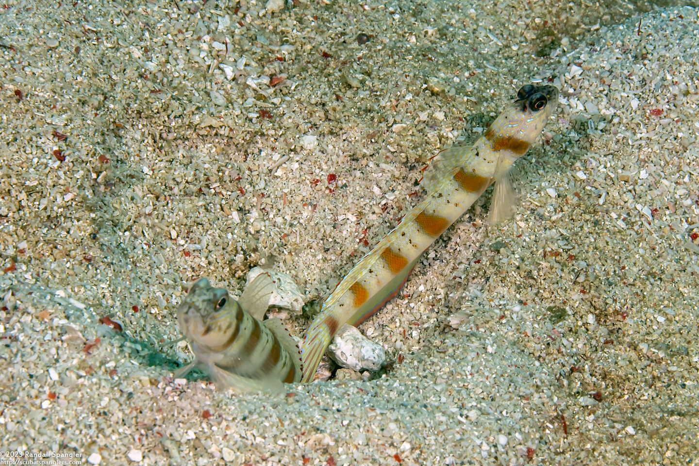 Amblyeleotris rubrimarginata (Redmargin Shrimpgoby)