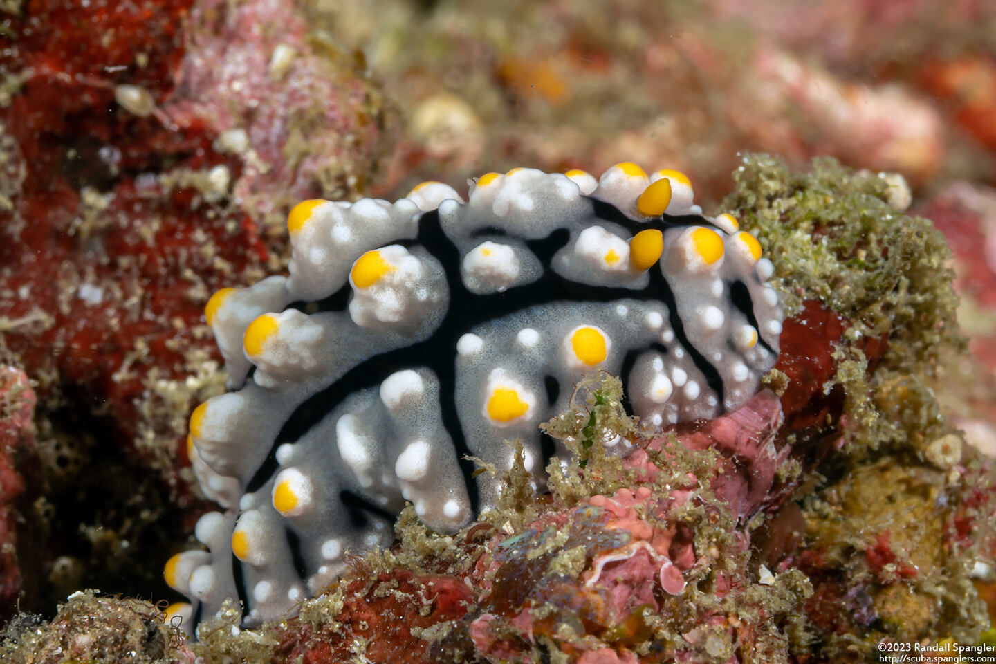 Phyllidia elegans (Elegant Phyllidia)