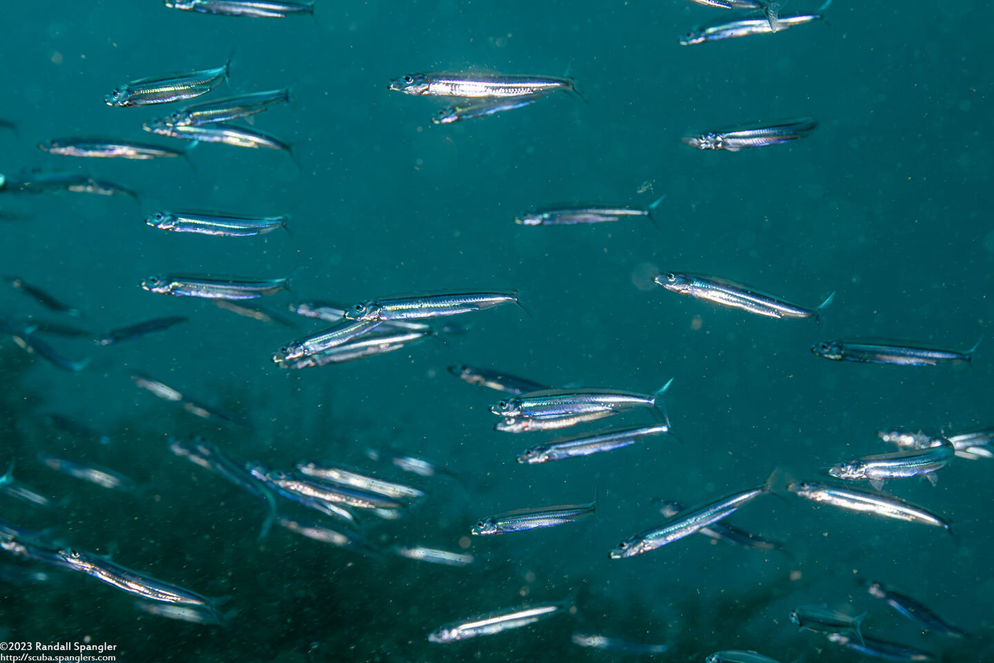 Atherinomorus lacunosus (Robust Silverside)