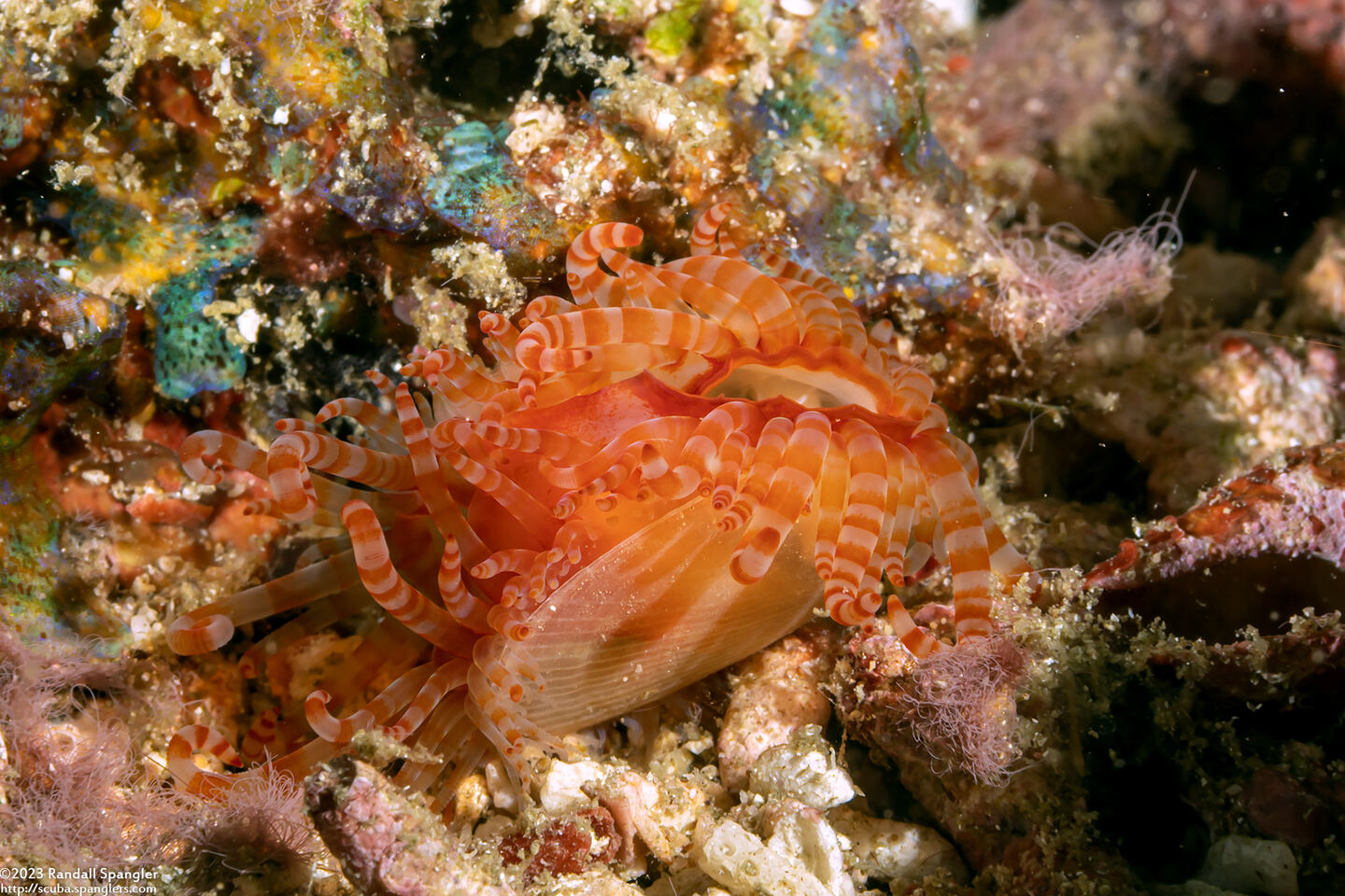 Limaria fragilis (Fragile Fileclam)