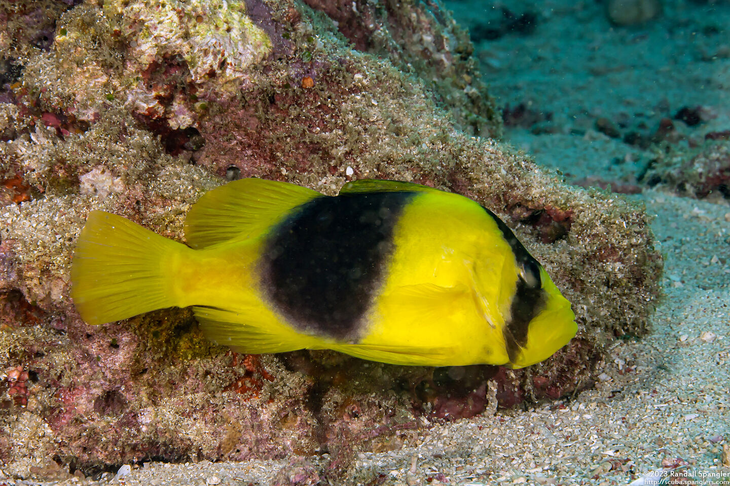 Diploprion bifasciatum (Doublebanded Soapfish)