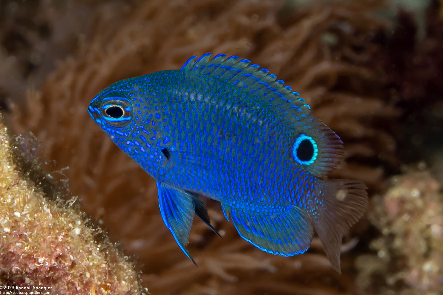 Pomacentrus burroughi (Burrough's Damsel)
