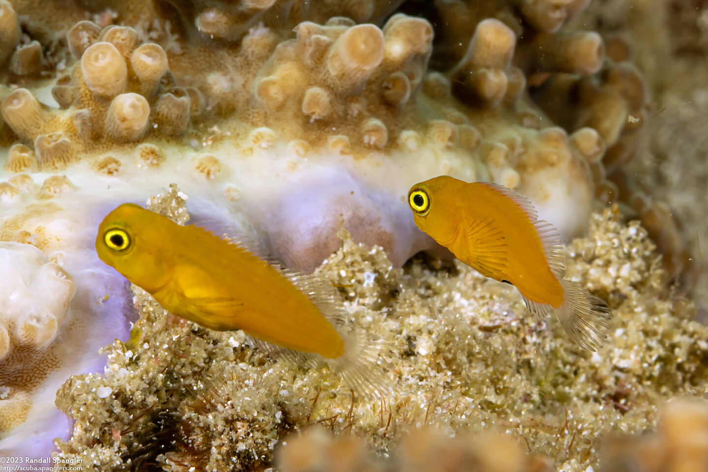 Ecsenius lividanalis (Blackspot Coralblenny)
