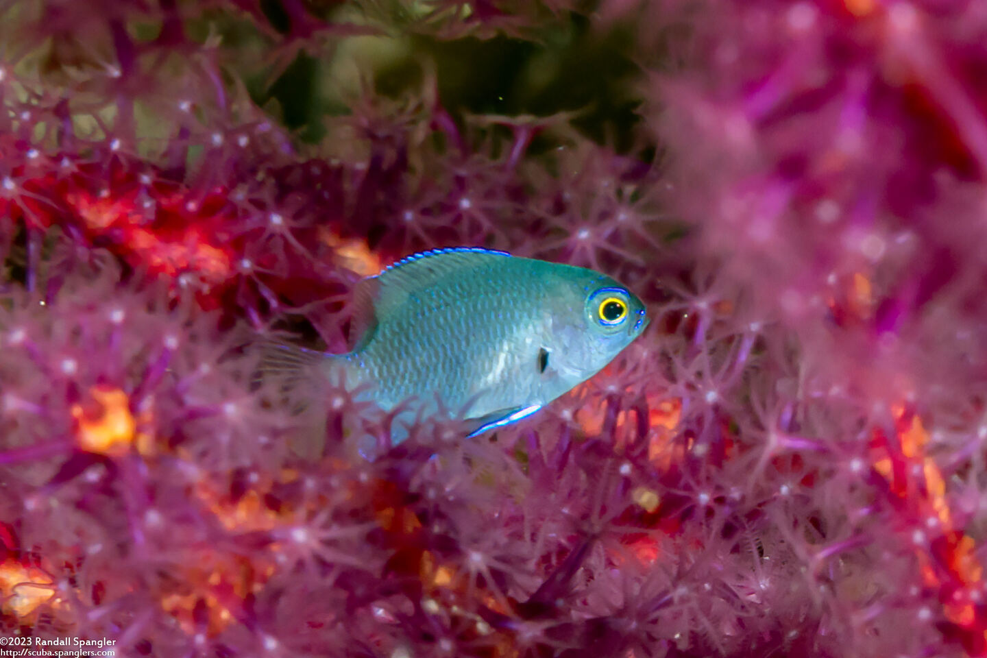 Pomacentrus brachialis (Charcoal Damsel)