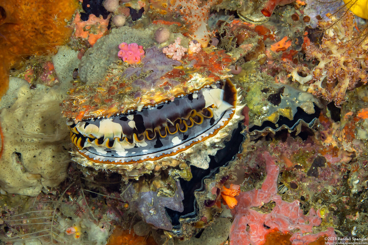 Spondylus varius (Variable Thorny Oyster)