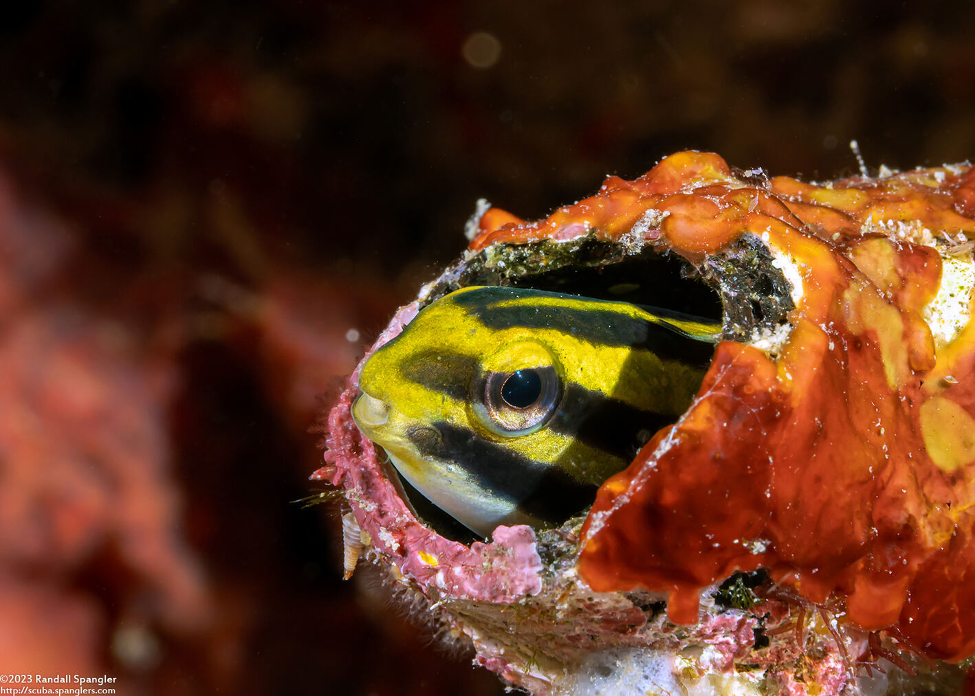 Meiacanthus grammistes (Striped Fangblenny)