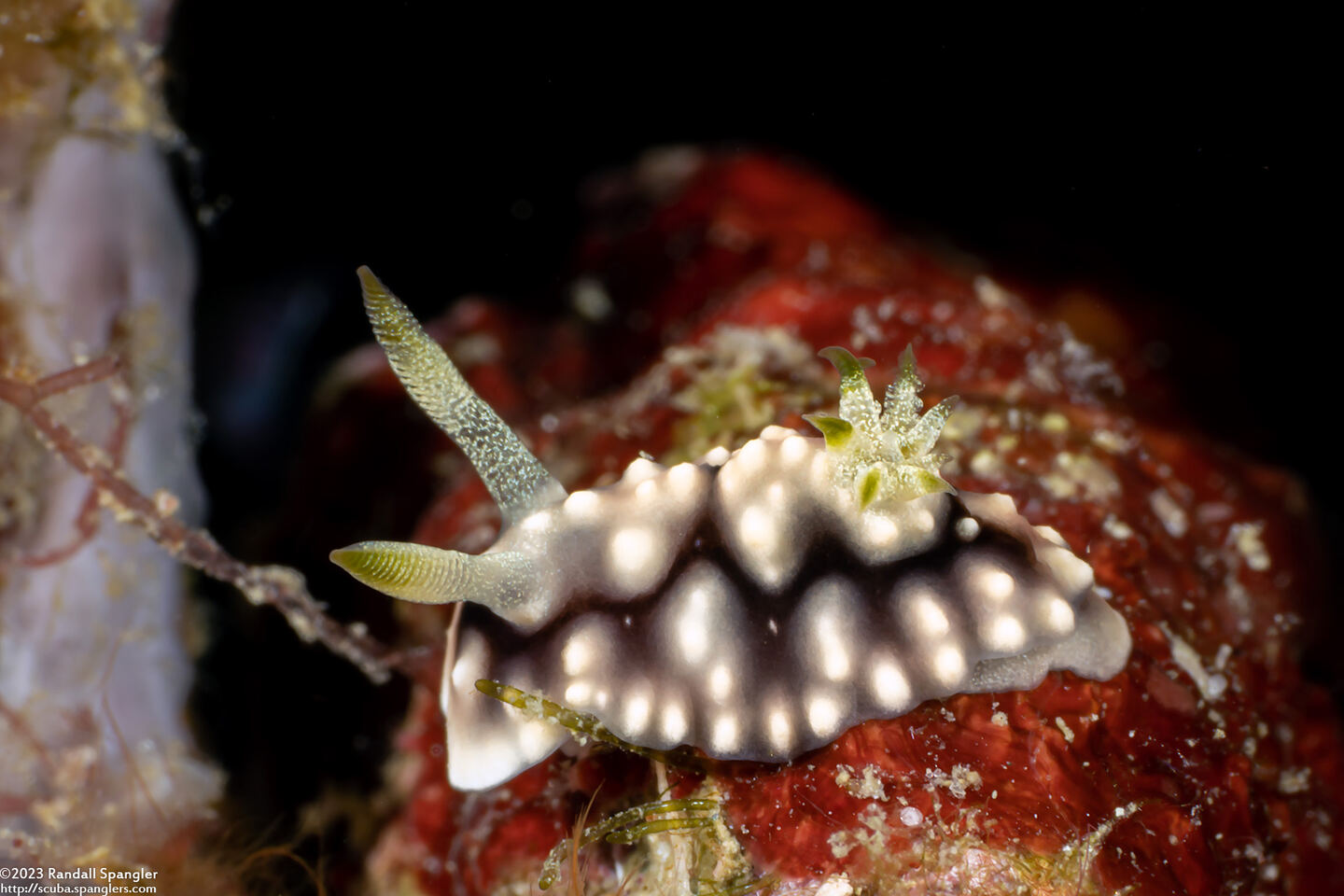 Goniobranchus geometricus (Geometric Chromodoris)