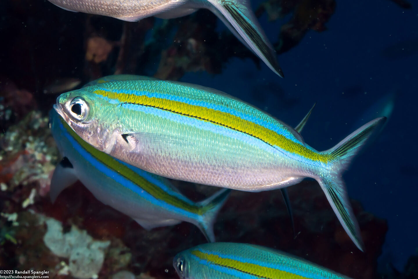 Caesio caerulaurea (Scissortail Fusilier)