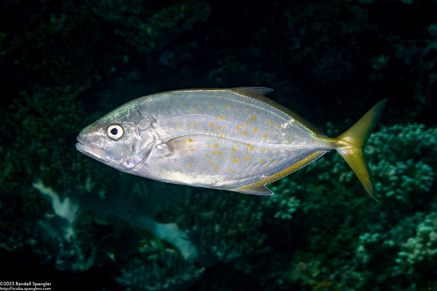 Carangoides bajad (Orange-Spotted Trevally)