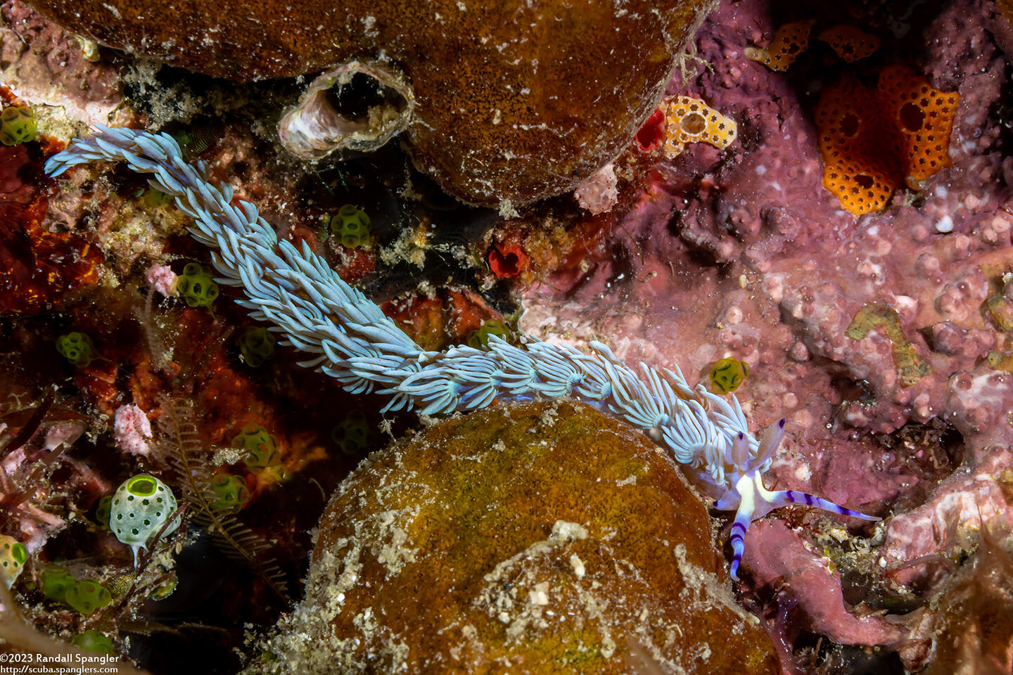Pteraeolidia semperi (Blue Dragon Nudibranch)