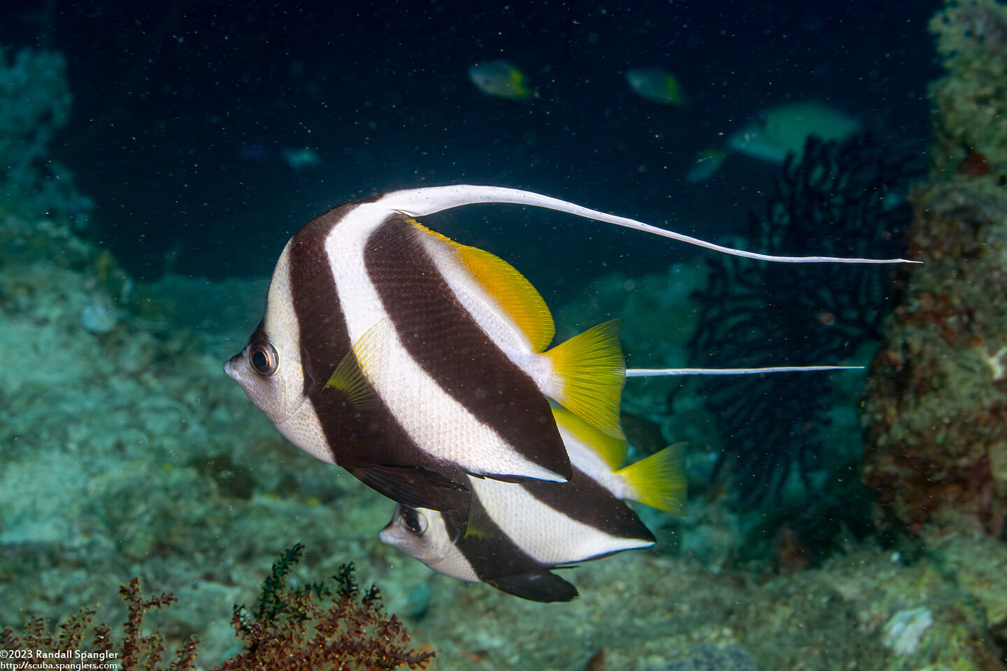 Heniochus diphreutes (Schooling Bannerfish)