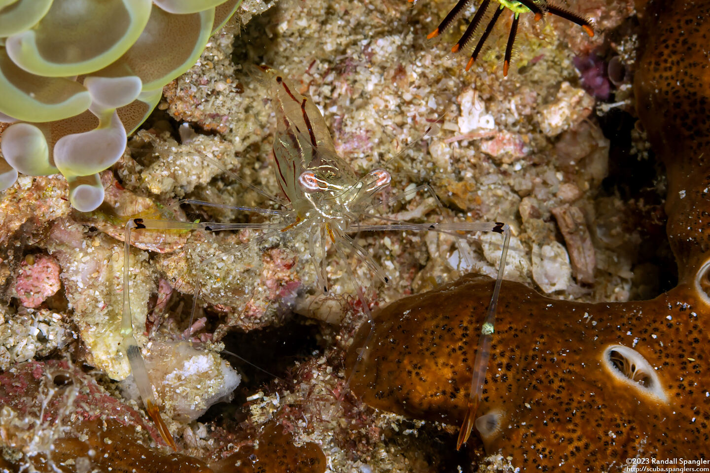 Cuapetes sp.1 (Cuapetes sp.1)