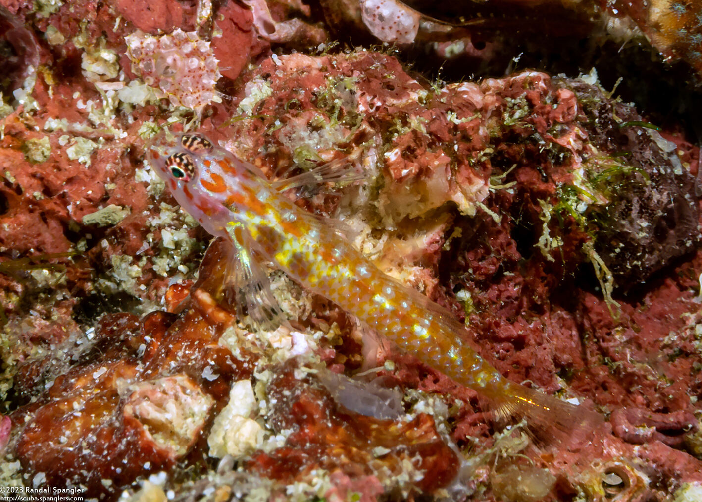 Eviota melasma (Melasma Dwarfgoby)