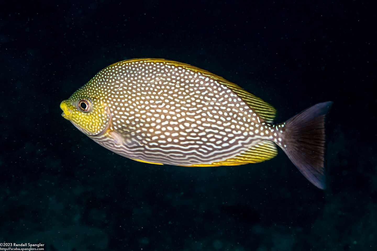 Siganus javus (Java Rabbitfish)
