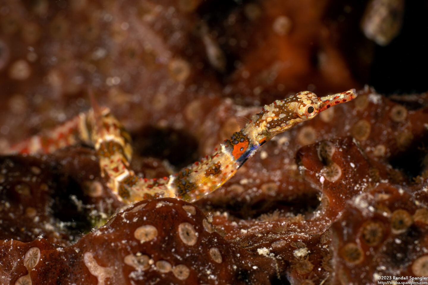 Corythoichthys benedetto (Broken-Bands Pipefish)