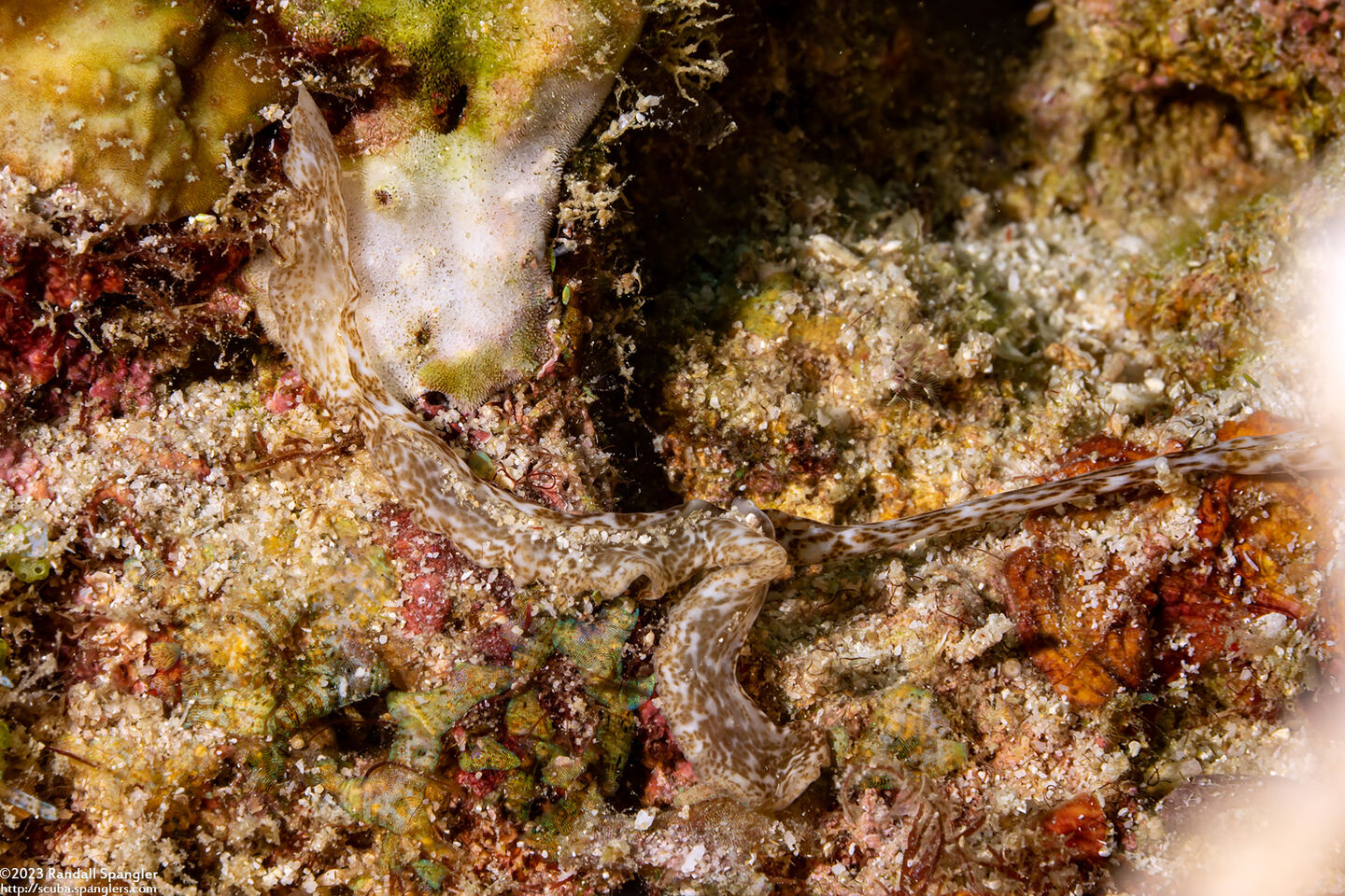 Achaetobonellia sp.1 (Achaetobonellia sp.1)