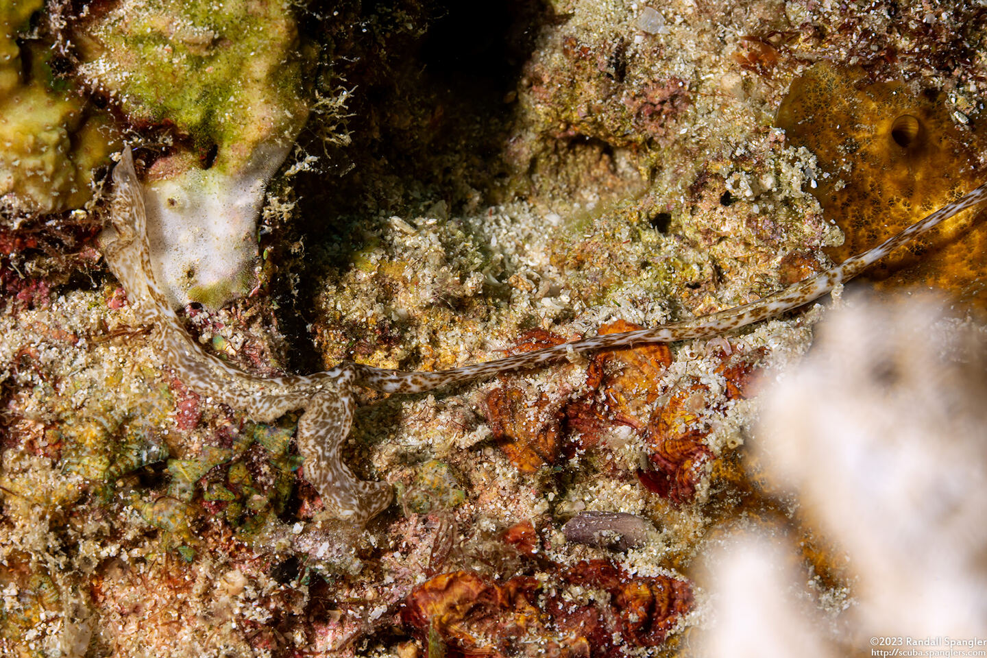 Achaetobonellia sp.1 (Achaetobonellia sp.1)