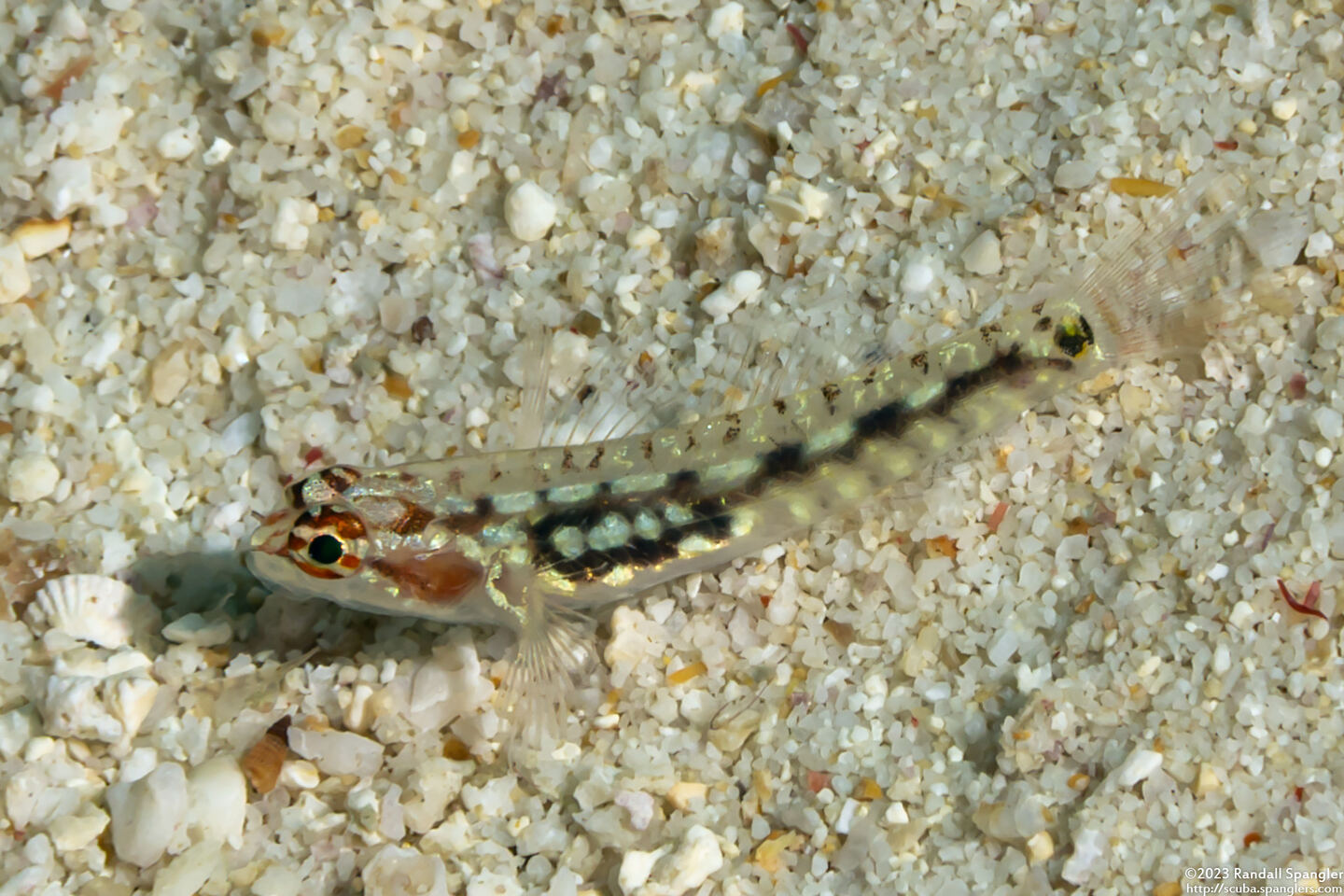 Eviota storthynx (Storthynx Dwarfgoby)