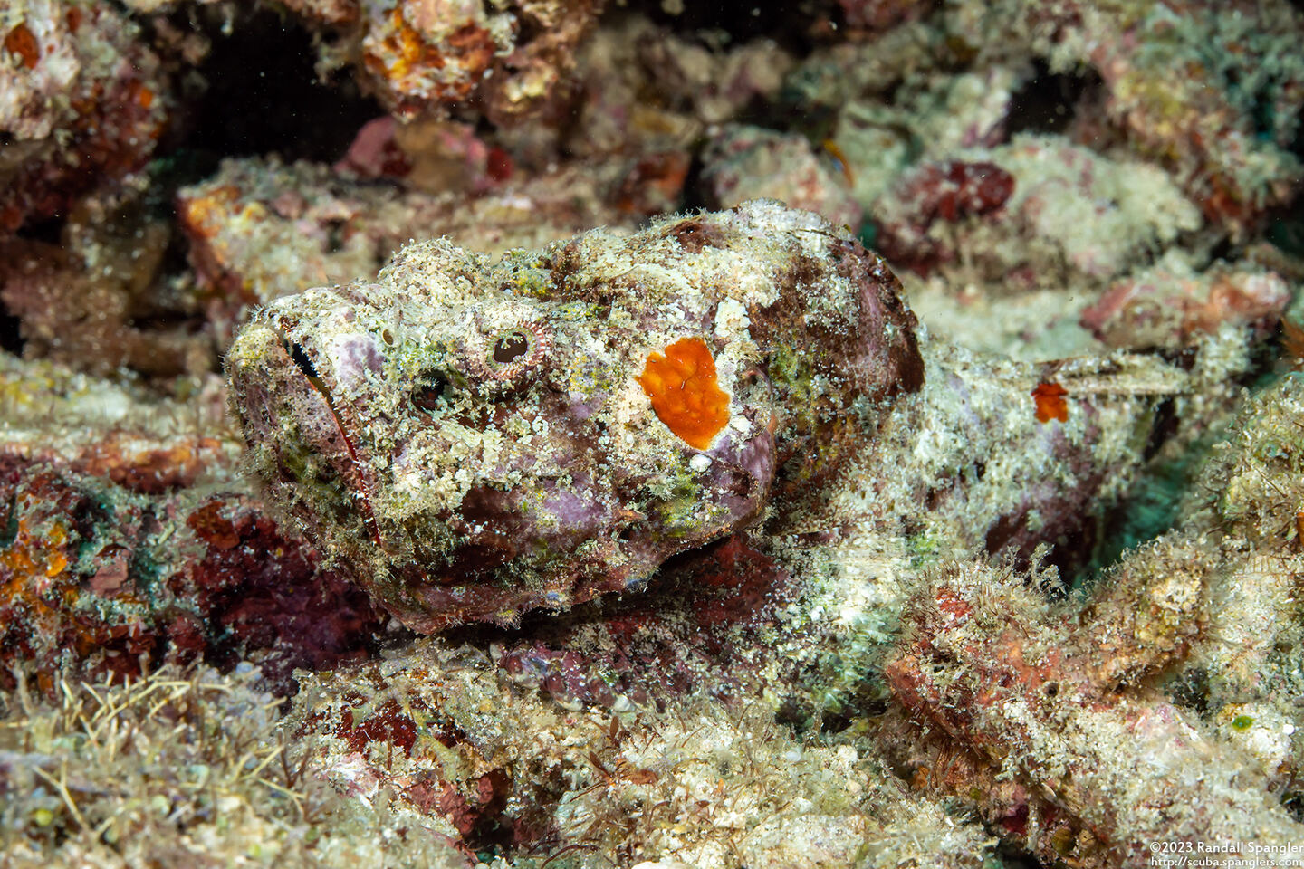 Scorpaenopsis diabolus (Devil Scorpionfish)