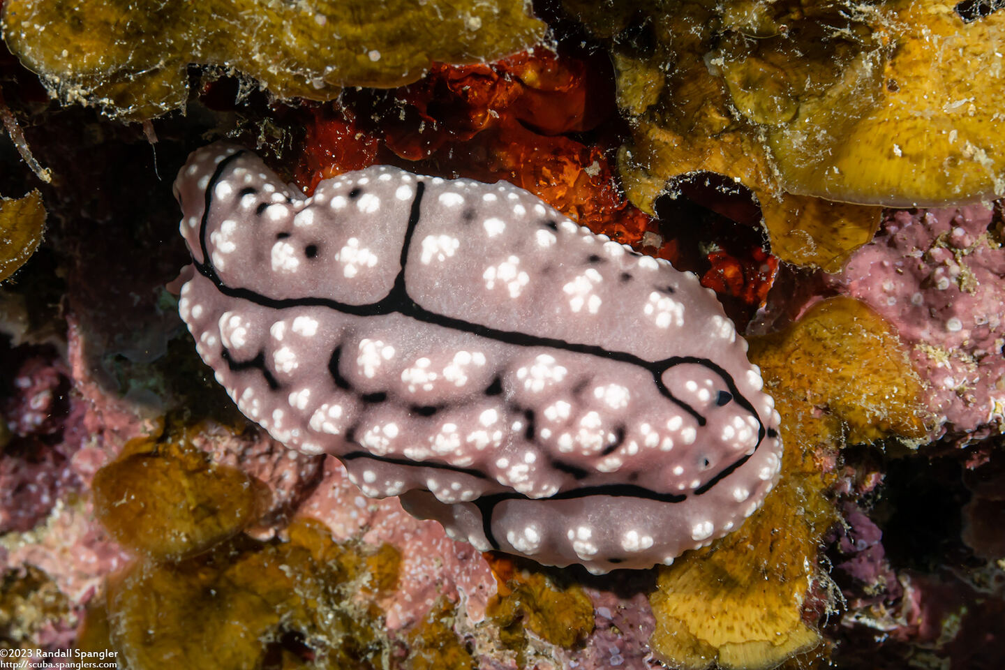 Phyllidiopsis krempfi (Phyllidiopsis Krempfi)