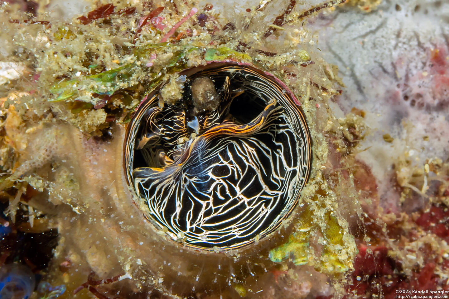 Thylacodes grandis (Grand Coral Worm Snail)