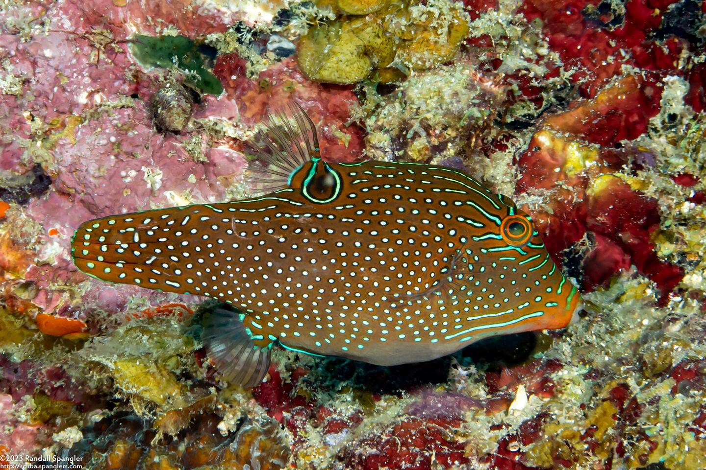 Canthigaster papua (Papuan Toby)