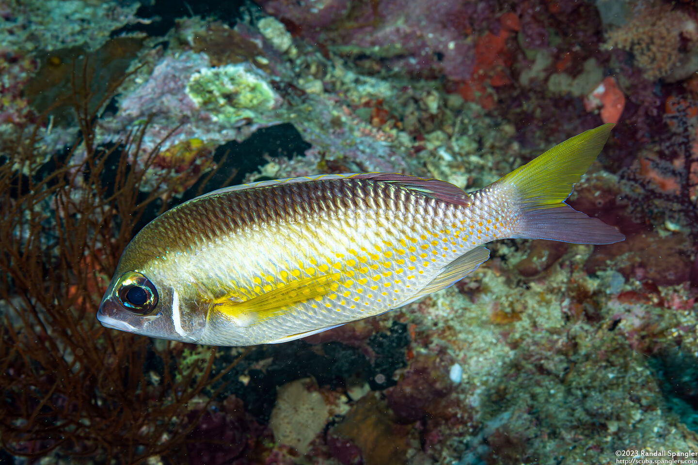Scolopsis margaritifera (Pearly Monocle Bream)