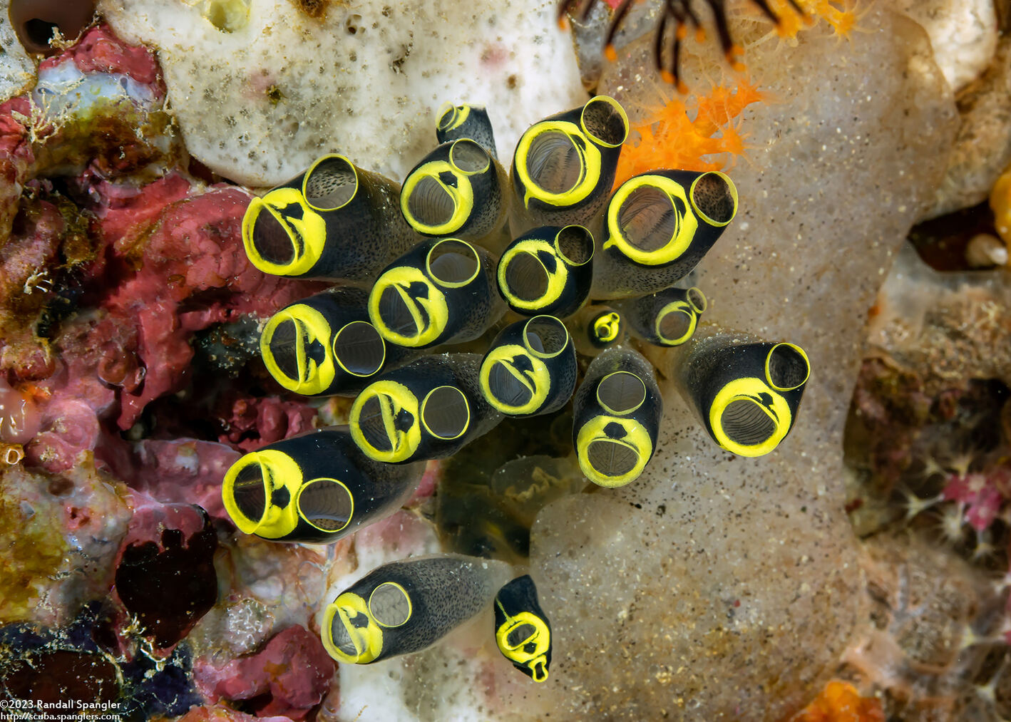 Clavelina robusta (Robust Clavelina)