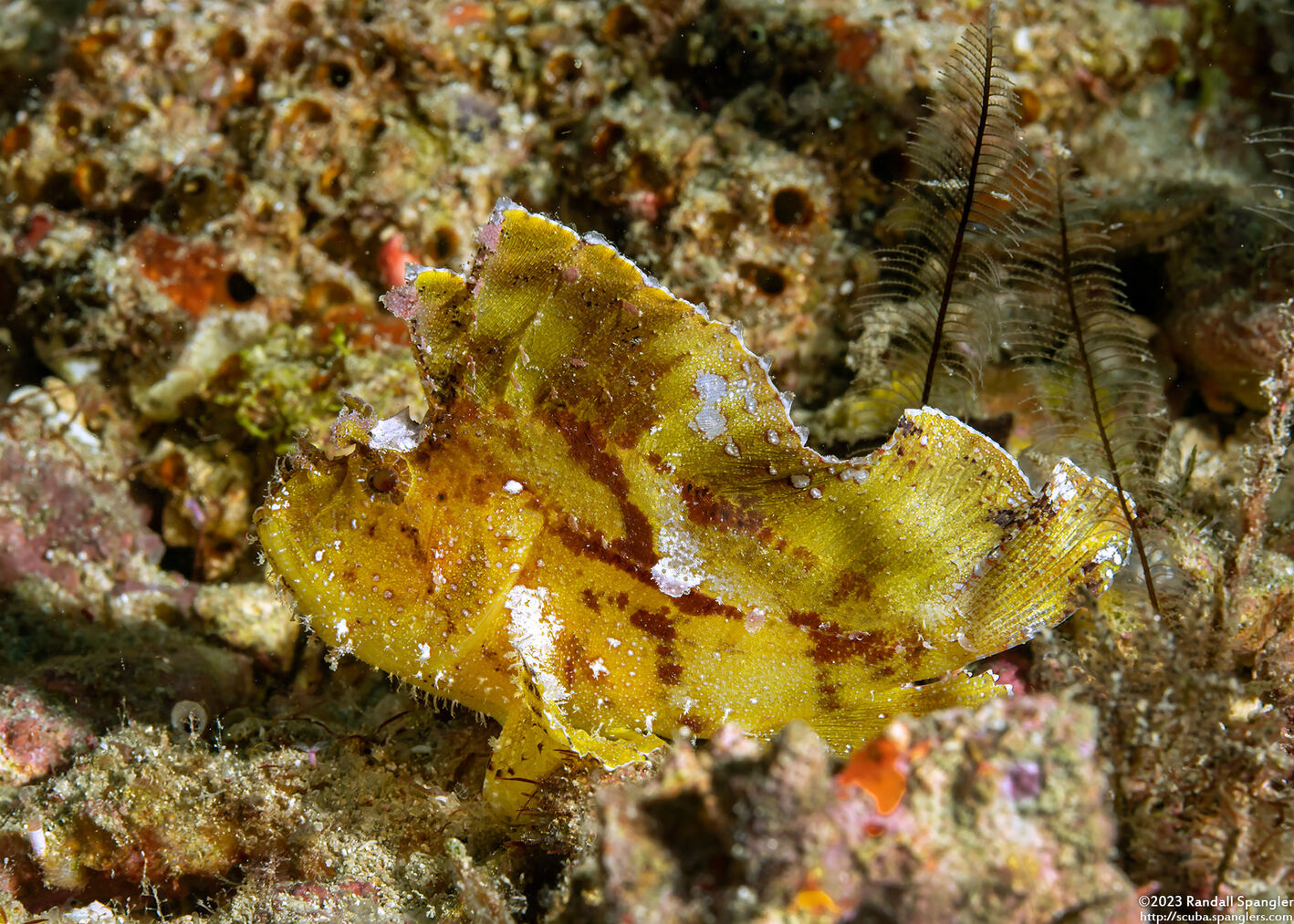 Taenianotus triacanthus (Leaf Scorpionfish)