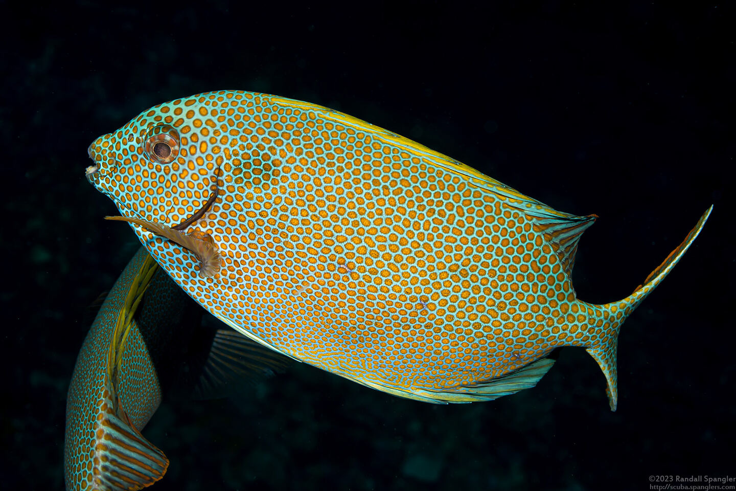 Siganus punctatus (Gold-Spotted Rabbitfish)