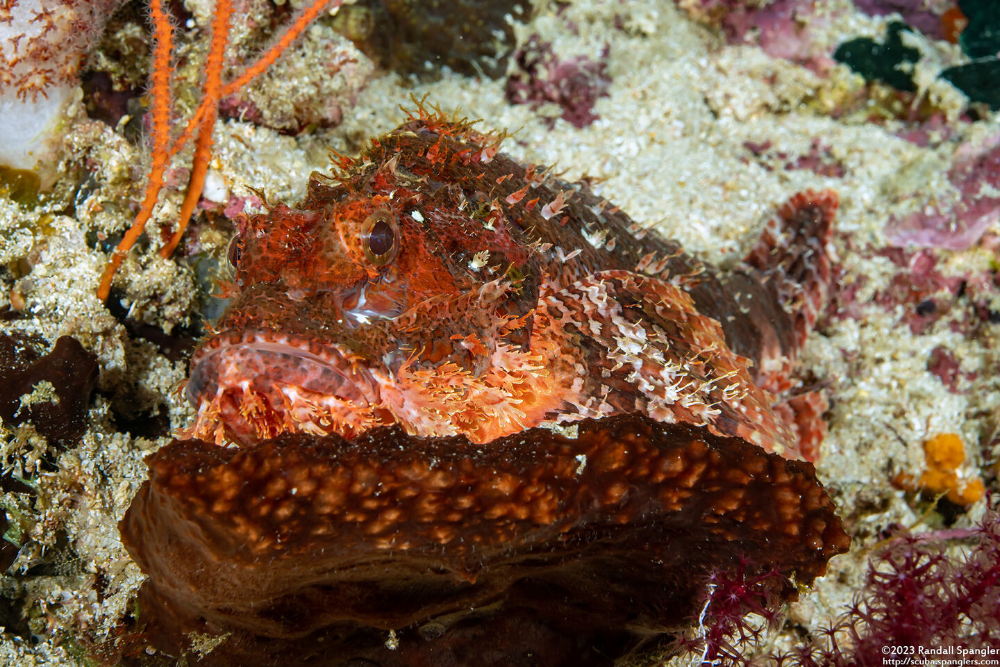 Scorpaenopsis oxycephala (Tasseled Scorpionfish)