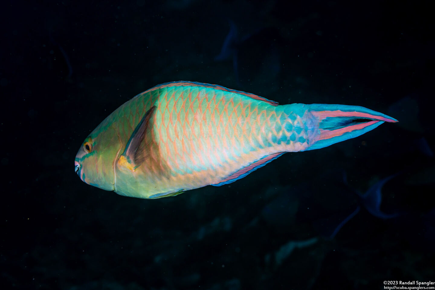 Scarus tricolor (Tricolor Parrotfish)