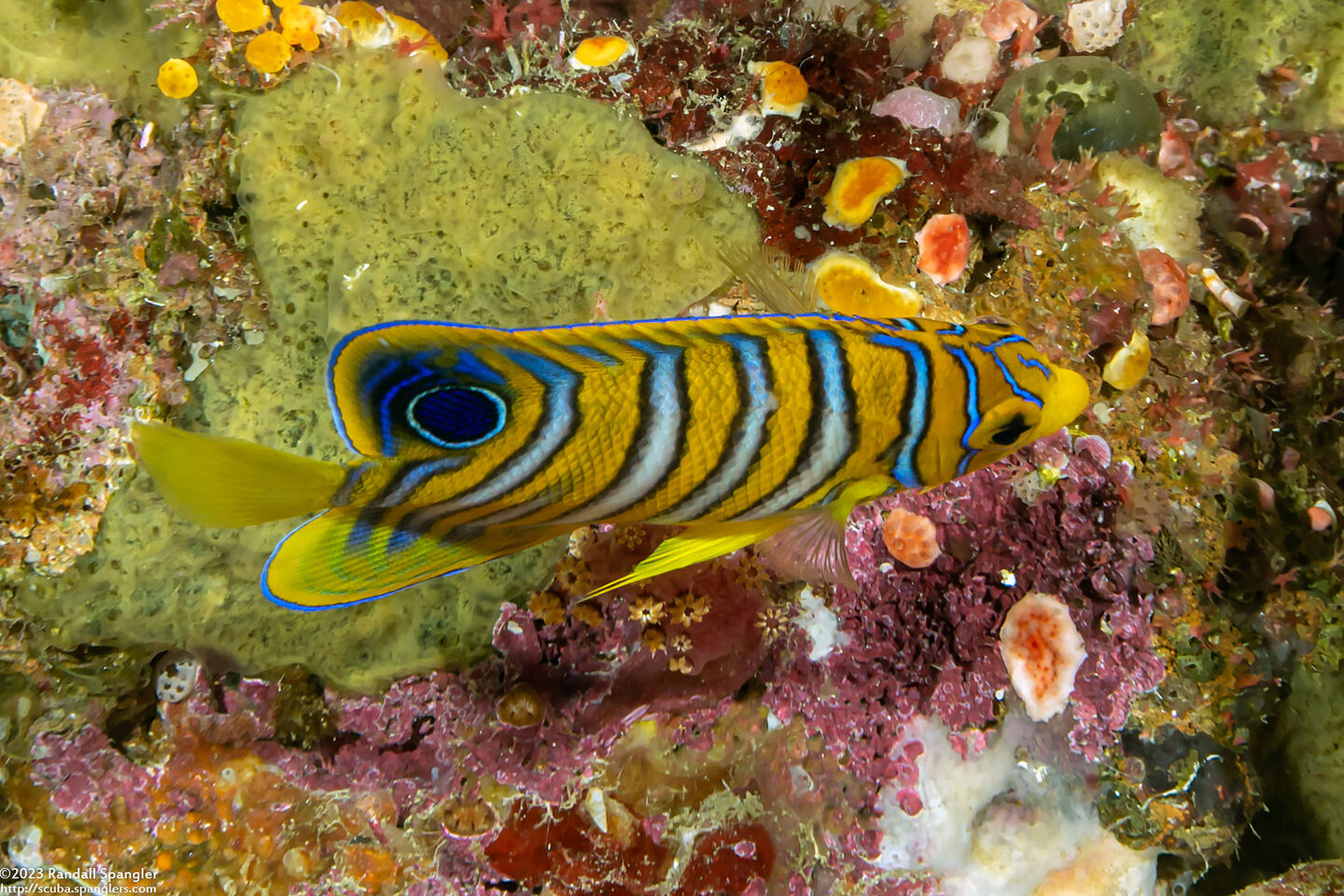 Pygoplites diacanthus (Regal Angelfish)