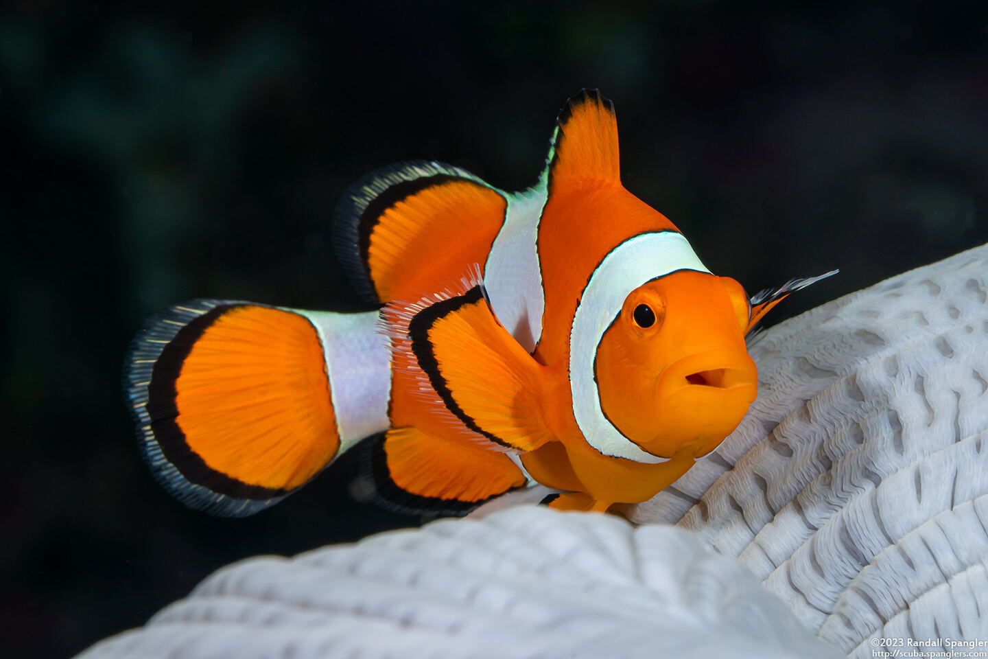 Amphiprion percula (Clown Anemonefish)
