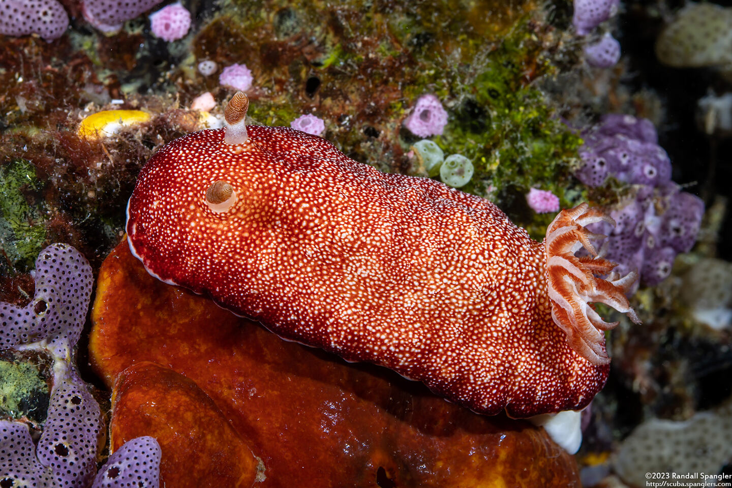 Chromodoris reticulata (Reticulated Chromodoris)