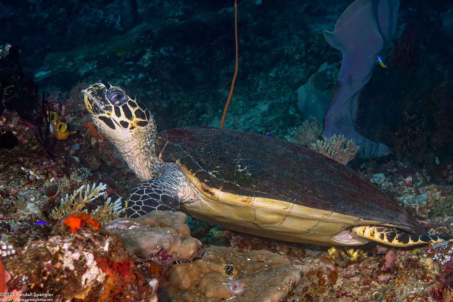 Eretmochelys imbricata (Hawksbill Turtle)