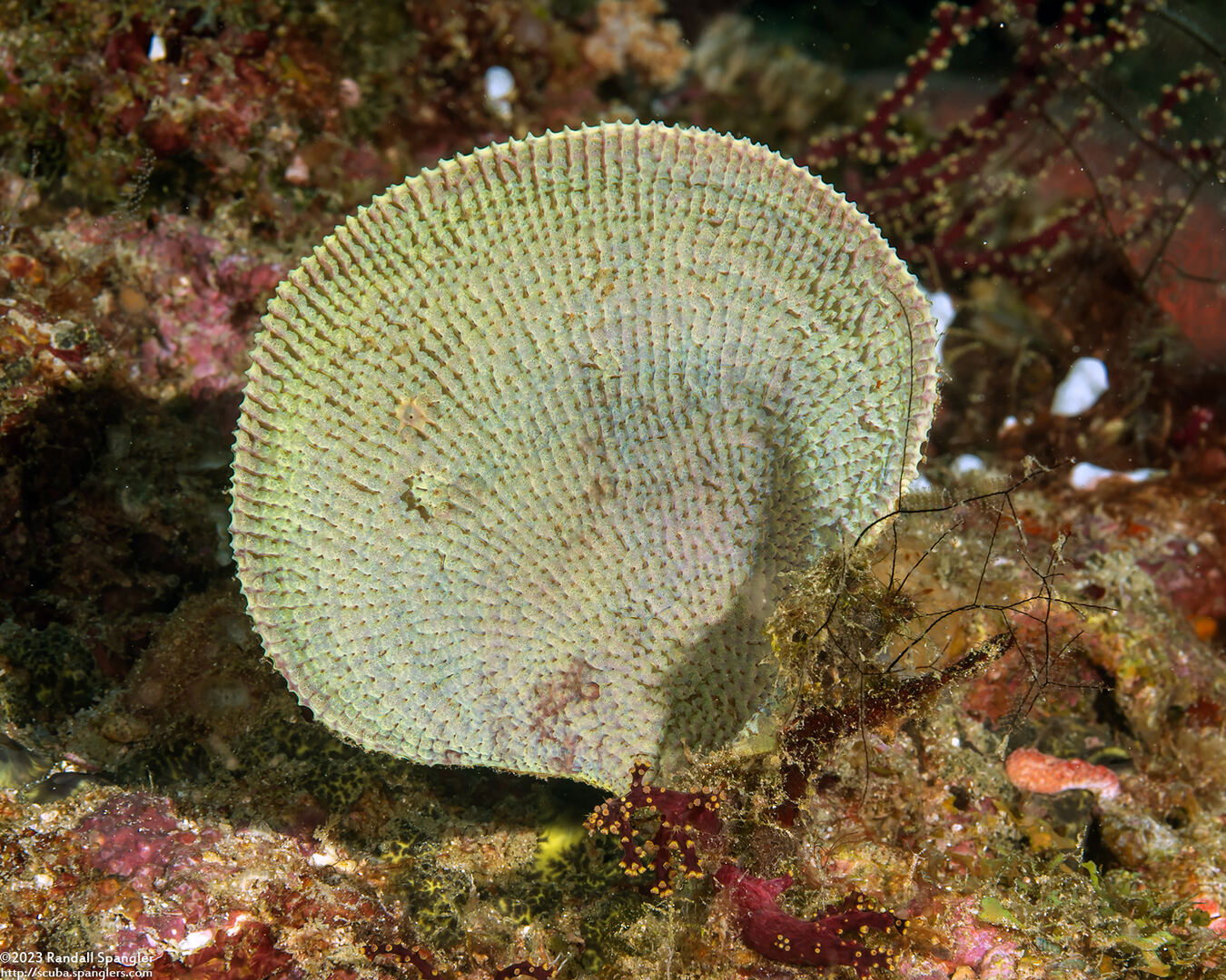 Ianthella basta (Elephant Ear Sponge)