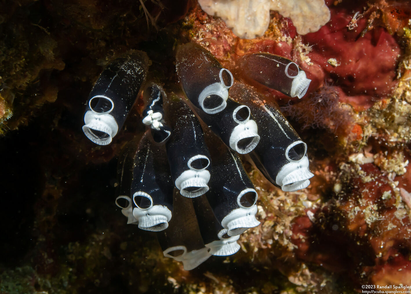 Clavelina robusta (Robust Clavelina)