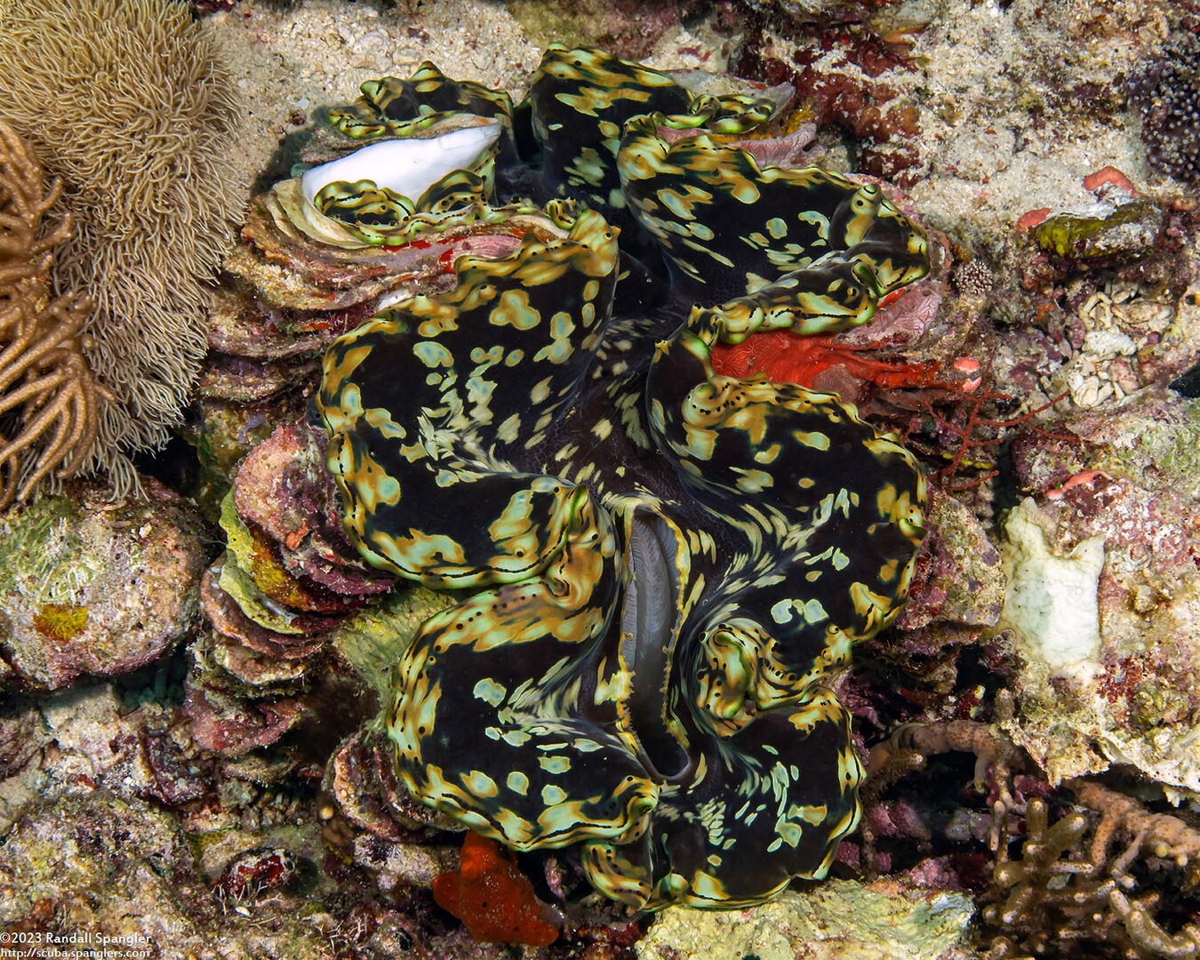 Tridacna squamosa (Fluted Giant Clam)