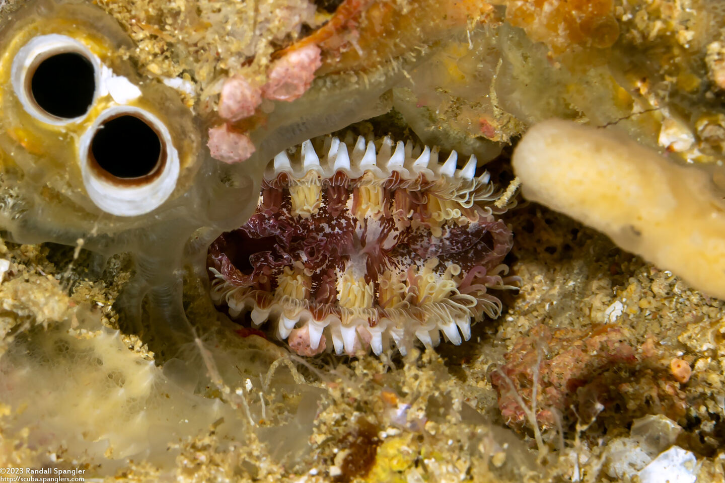 Lima quantoensis (Deep Lima)