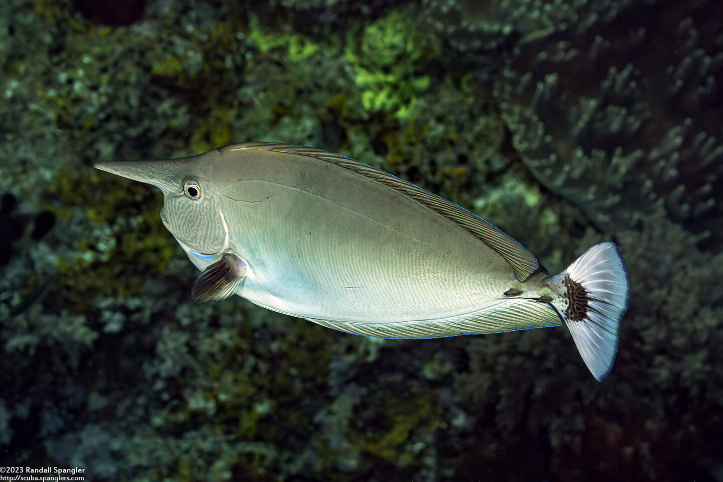 Naso brevirostris (Paletail Unicornfish)