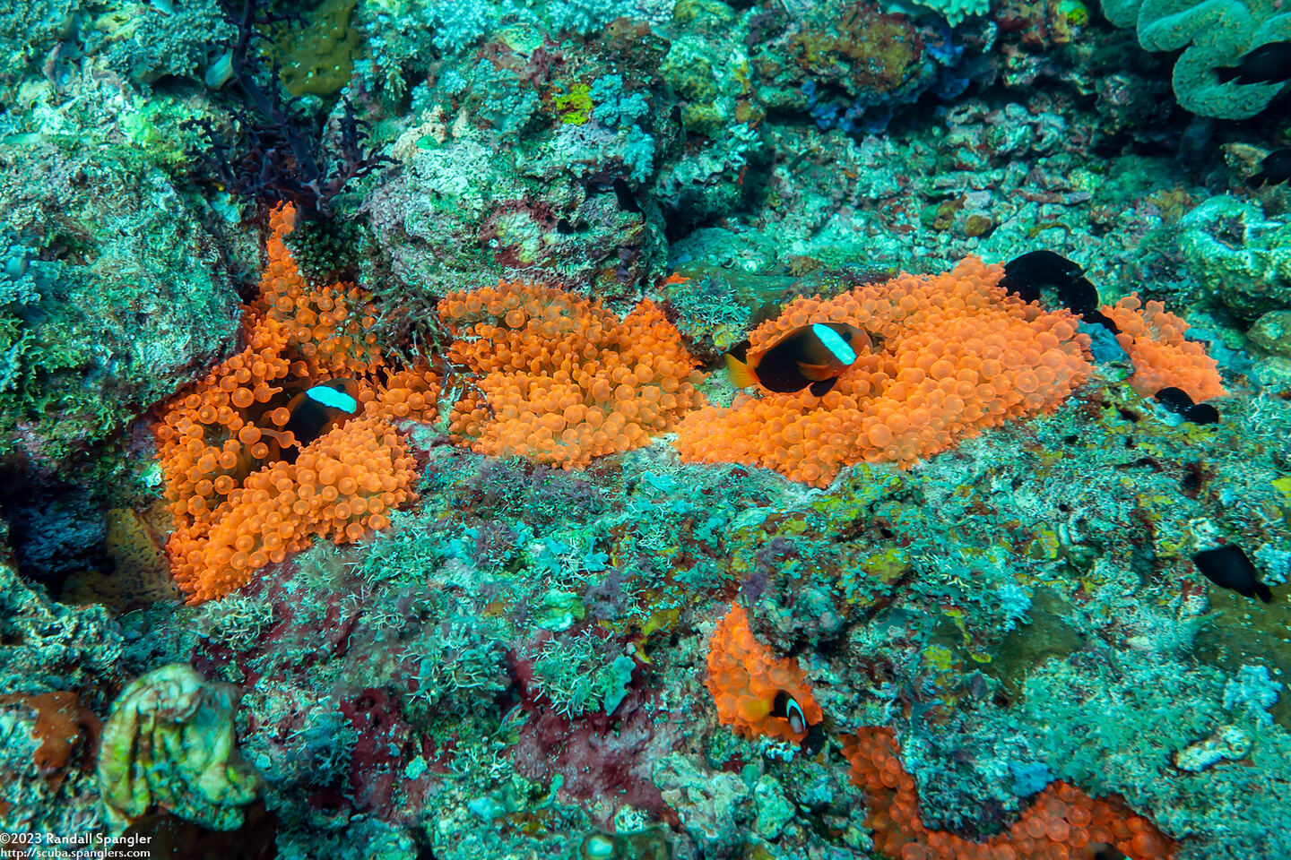 Entacmaea quadricolor (Bubble-Tip Anemone)