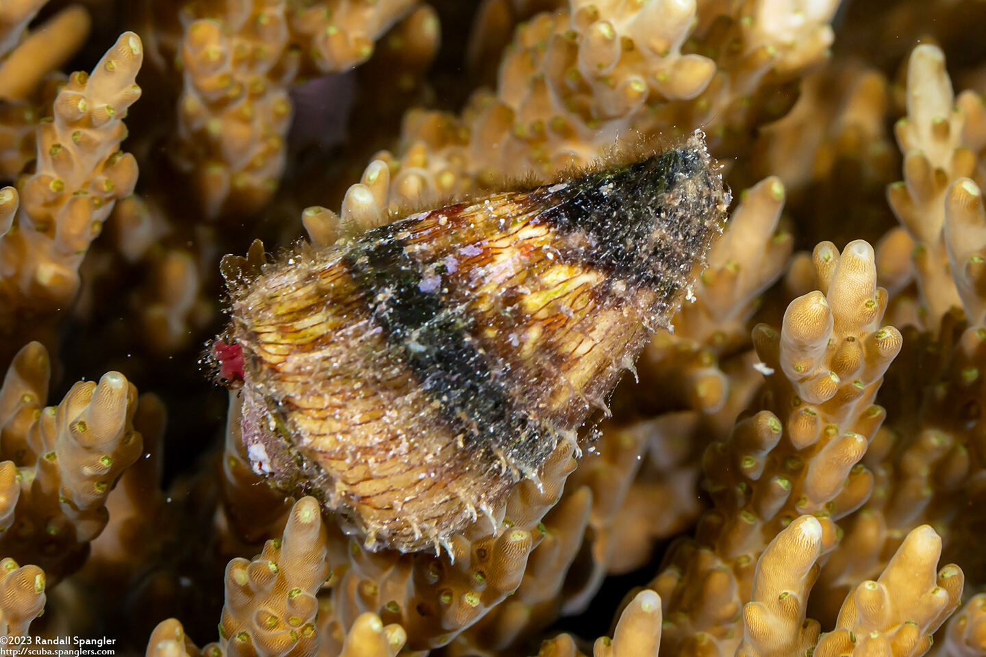 Conus miles (Soldier Cone)